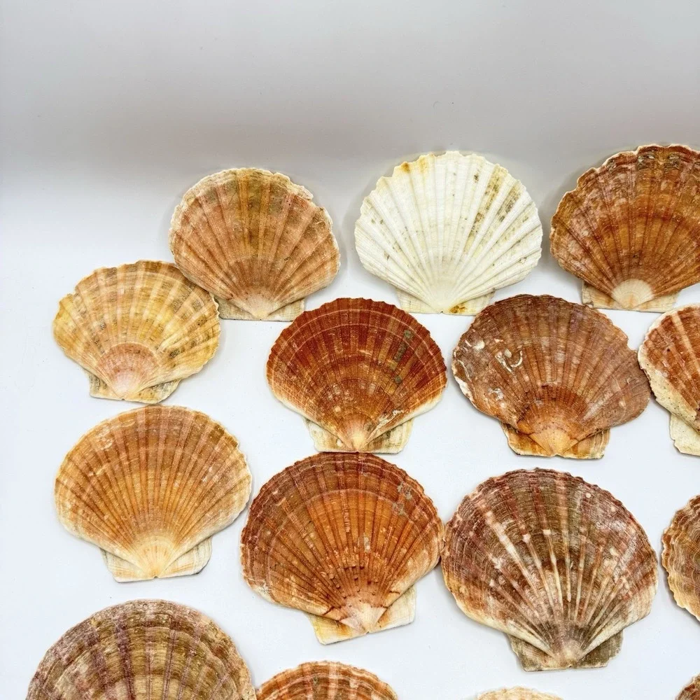 19 Large Irish Flat Scallops Shells Seashells 3.5